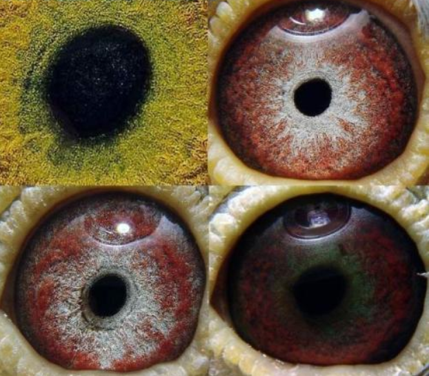 种鸽眼面砂薄好?还是厚好,多层次砂适应"全天候"