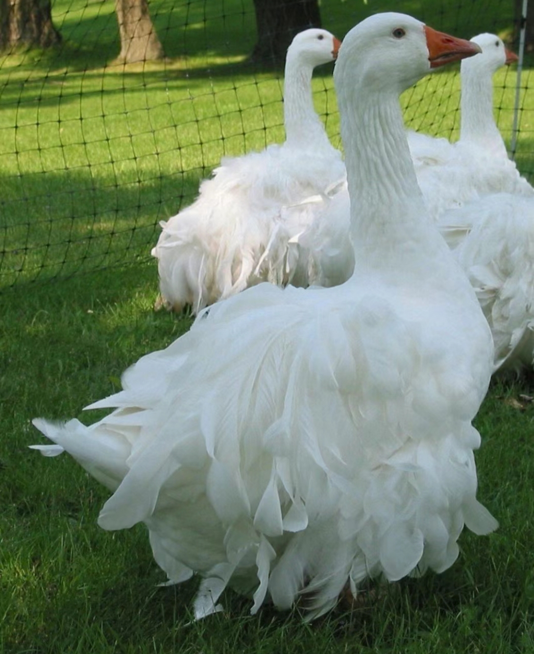 第一次见这么漂亮的大鹅!