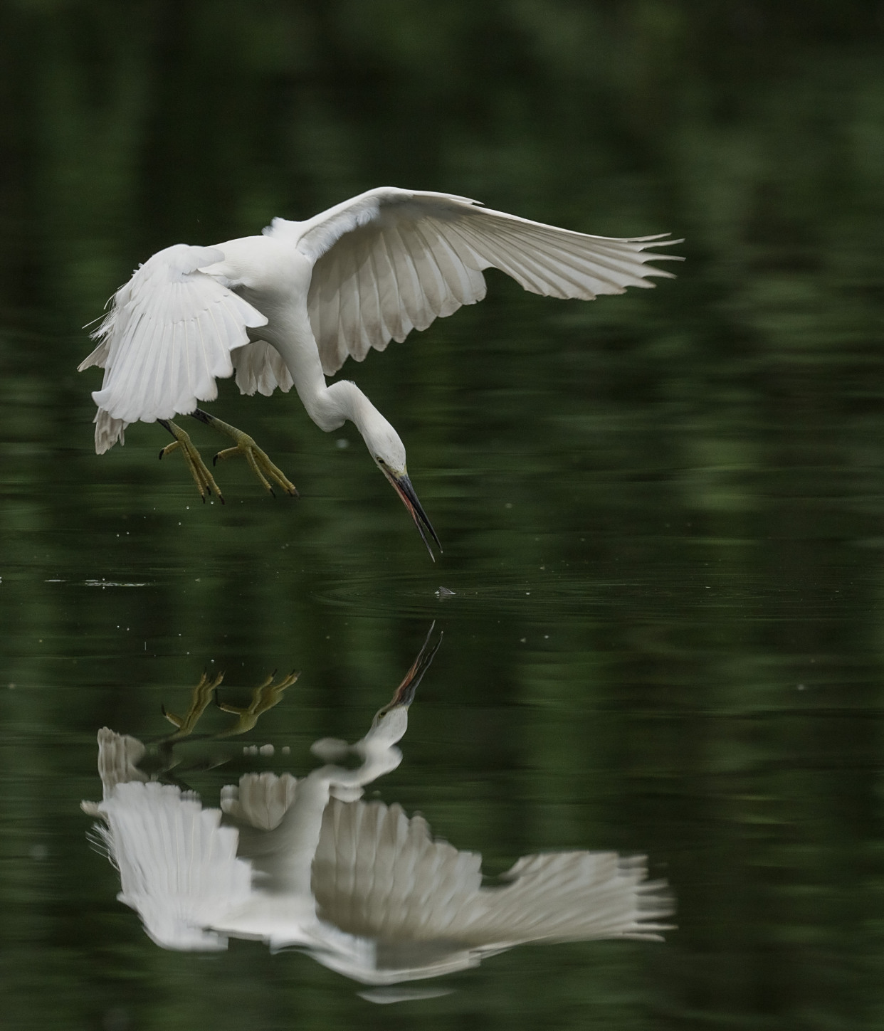 南湖公园鹭鸶掠影
