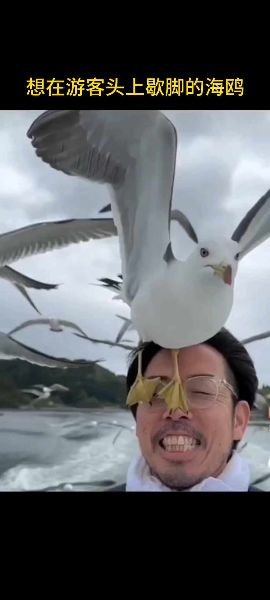 海鸥想在游客脸上歇脚,真是太搞笑了.