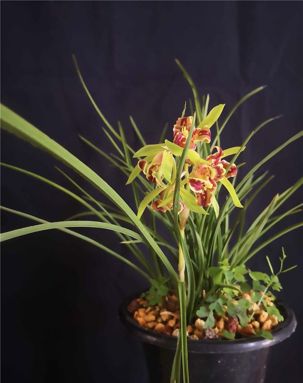 蕙兰鼎红:喜欢反季节开花的兰花,小草大花,美不胜收.