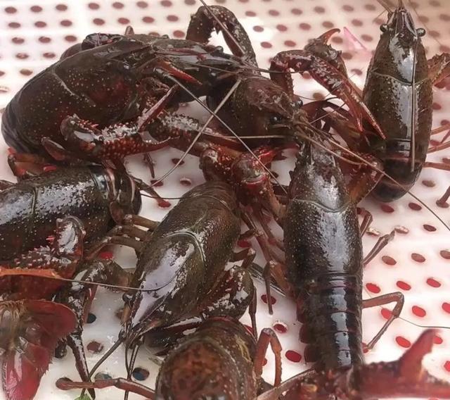 小龙虾都吃些什么?