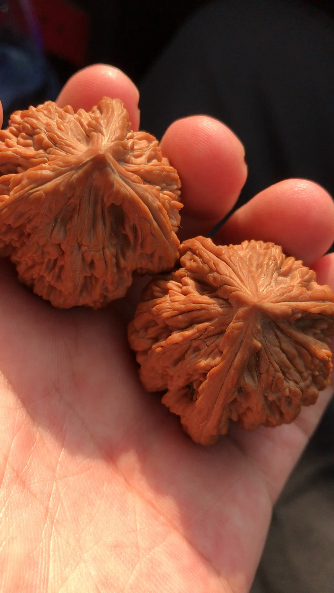 虎头奔核桃,正三棱,全品无修!-度小视