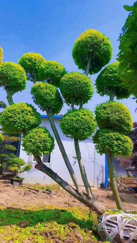 亮晶女贞造型树四季不落叶适合庭院别墅农家小院栽植-度小视