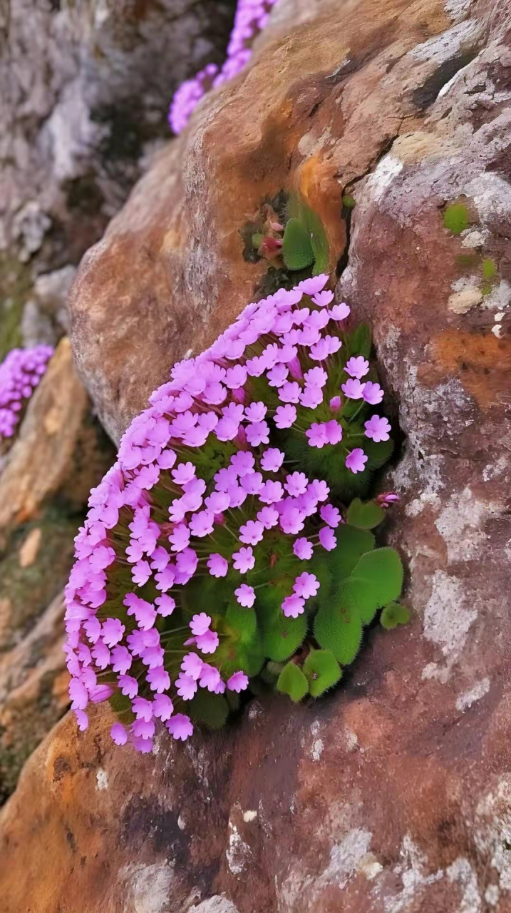 花在石壁上都能顽强地生长並开花,人在逆境中是不是也该像花一样克服