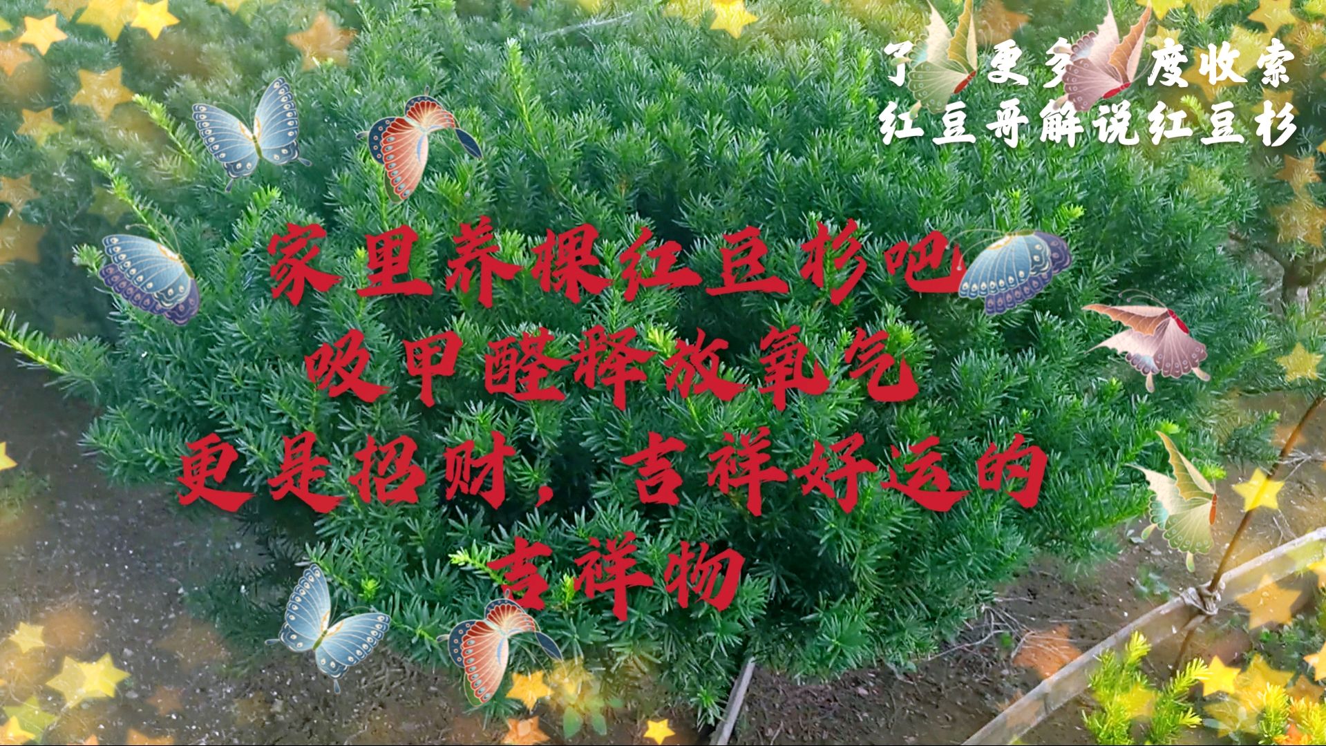 红豆杉到底有多好,看看就知道了,家里养一棵不仅健康更吉祥