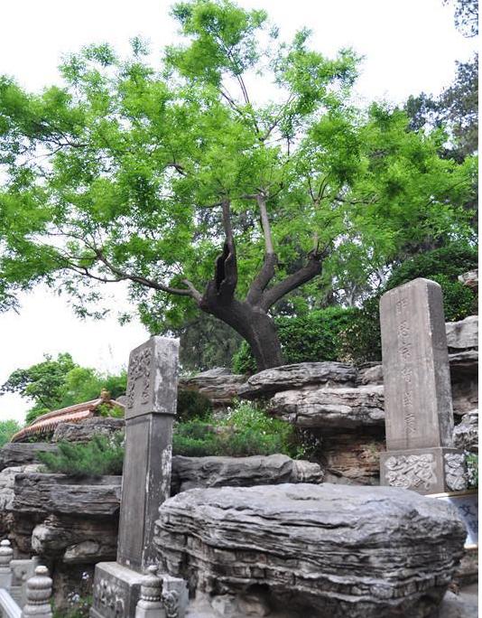 北京故宫后山上的一颗歪脖子树,吊死了一个连肉都舍不得吃的皇帝