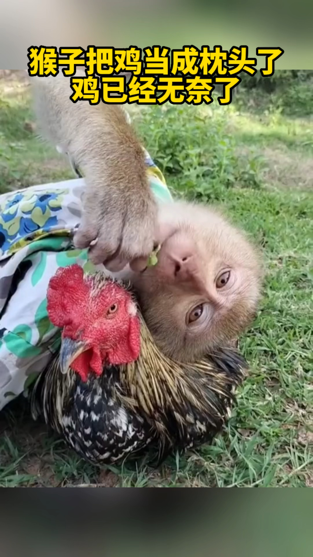 猴子把鸡当成枕头了,鸡已经无奈了