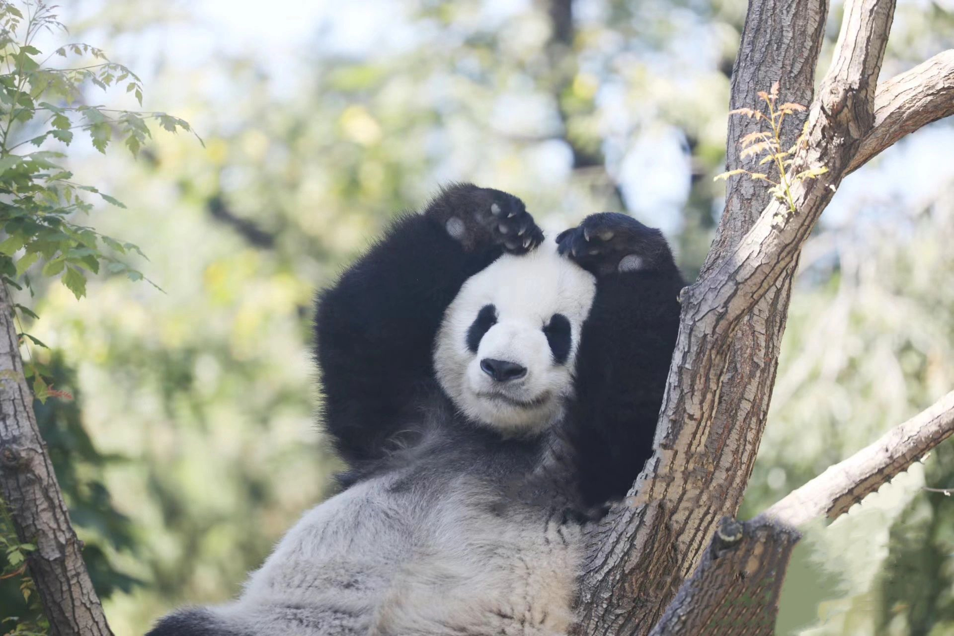 萌兰 么么儿的比心7315大作战