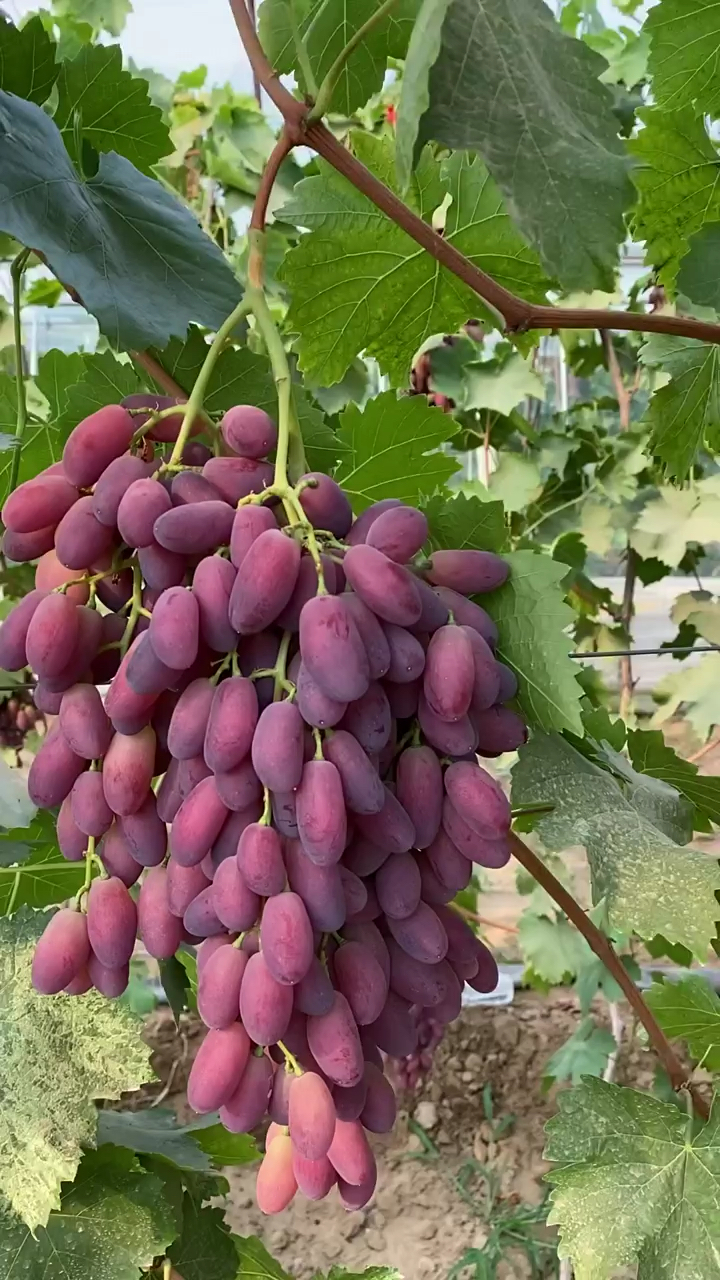 马奶葡萄苗价格 哪里有马奶葡萄苗 马奶葡萄苗结果表现 穗形端正美观