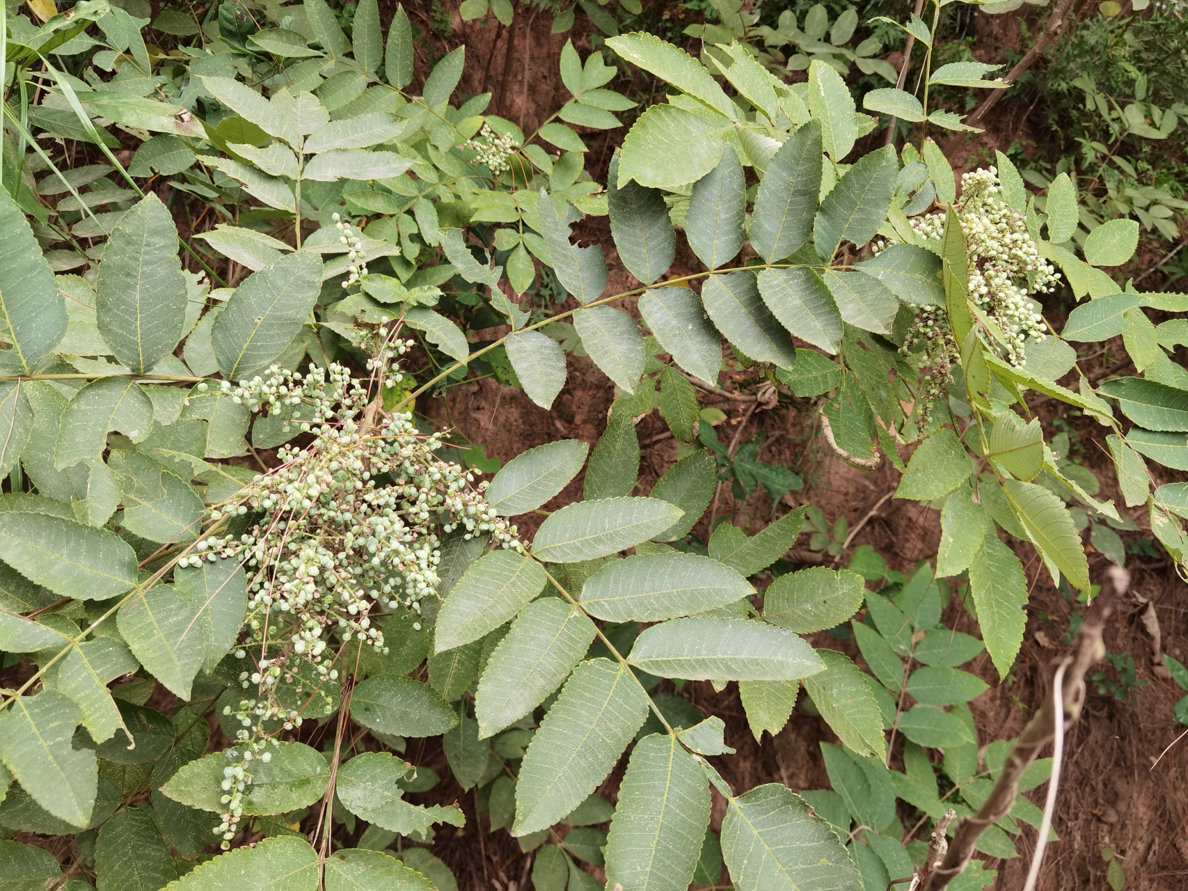 漂亮的盐肤木果实,开始结盐了,上次刚结果时,我偶遇它们,尝了一颗只是