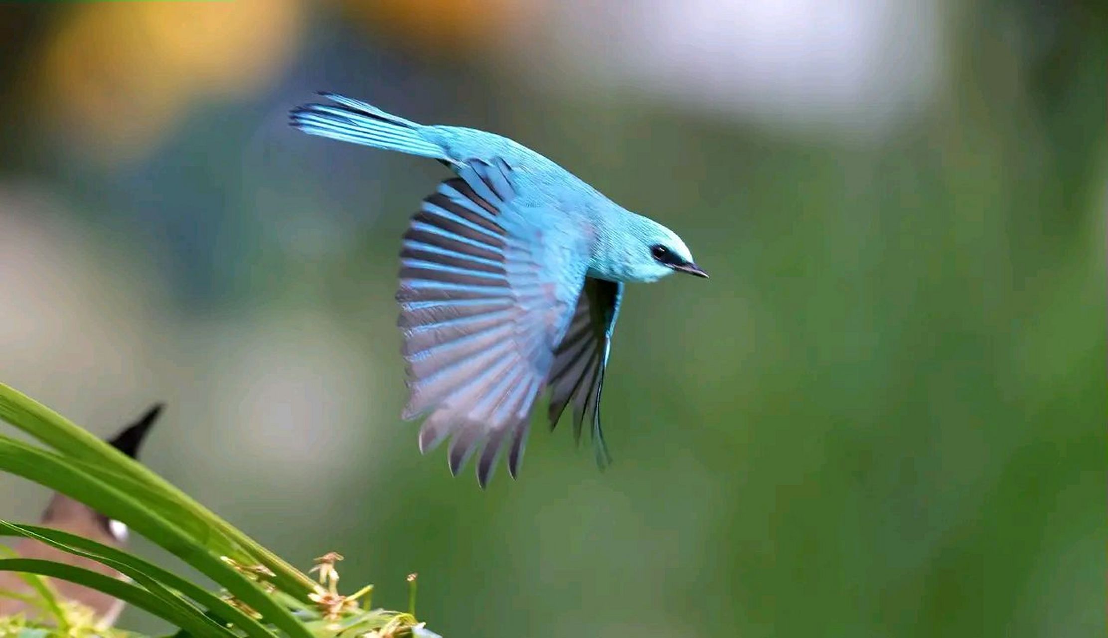万物有灵·铜蓝鹟 铜蓝鹟是一种小型鸟类,体长13~16厘米,分布于亚洲