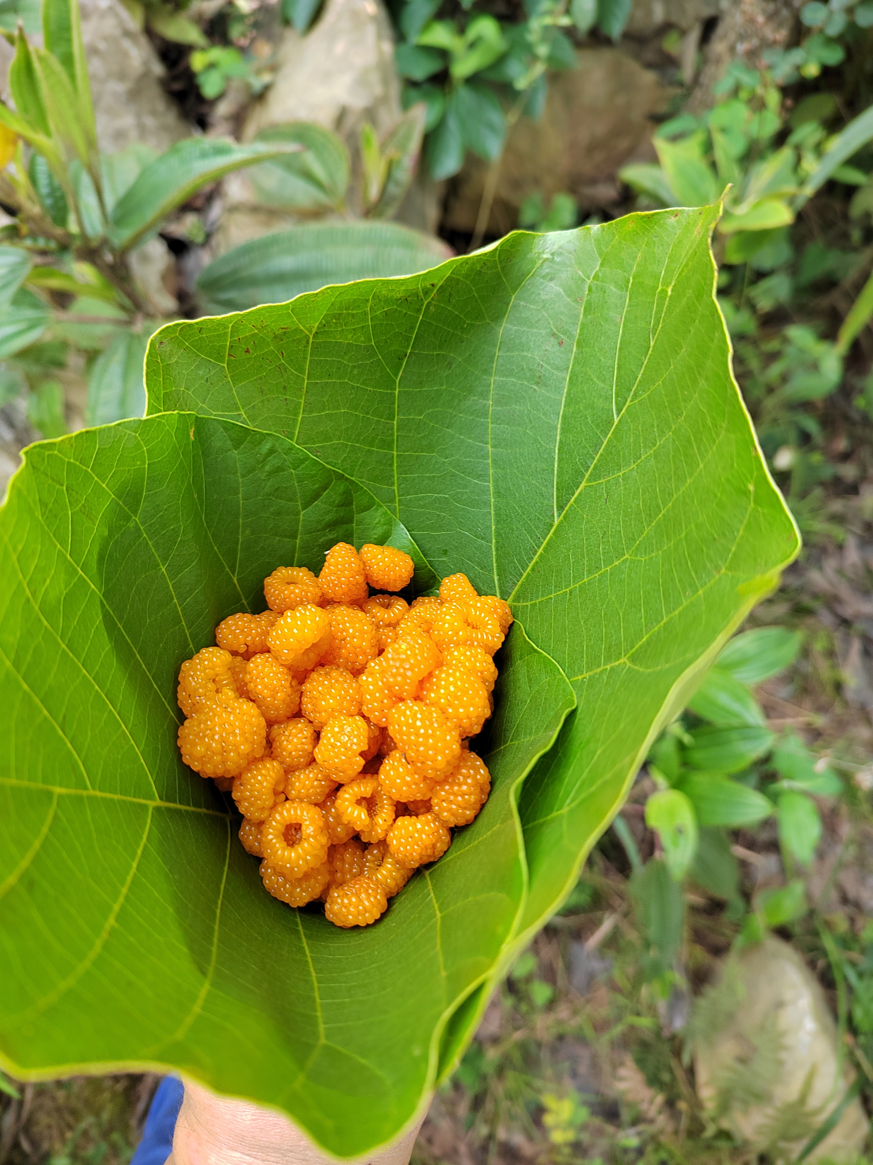 栽秧泡苔图片