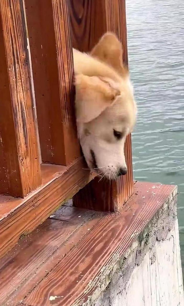 狗子的头被卡住了出不来,关键是旁边还有一只泰迪.