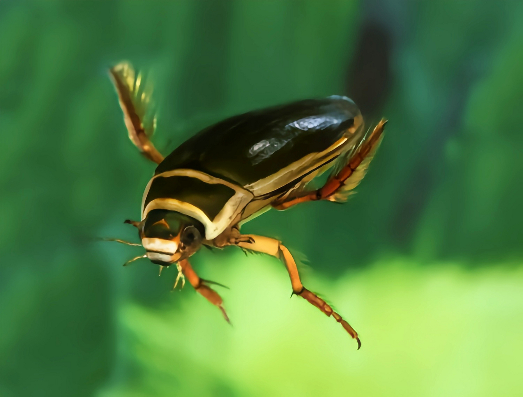 黄缘龙虱体长3.