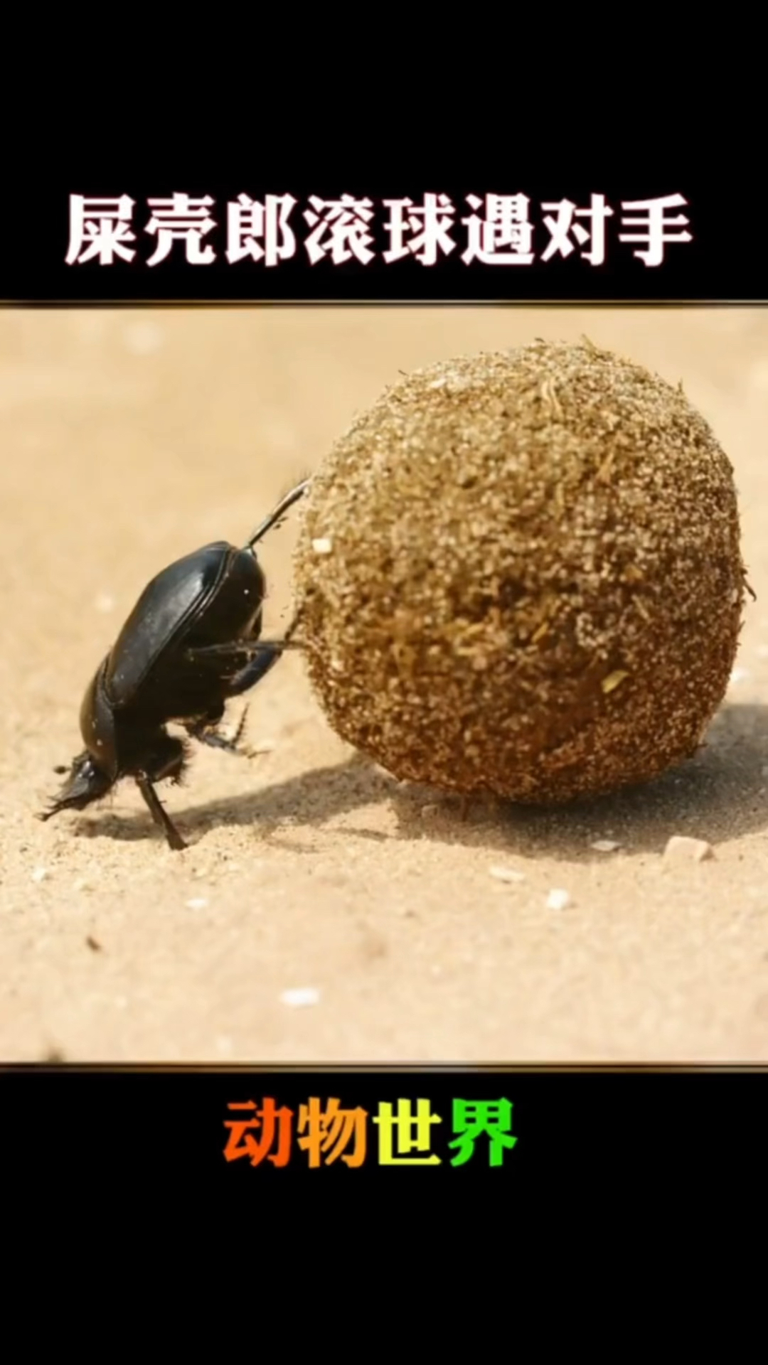 屎壳郎太倒霉了,滚粪球也能遇到对手-度小视