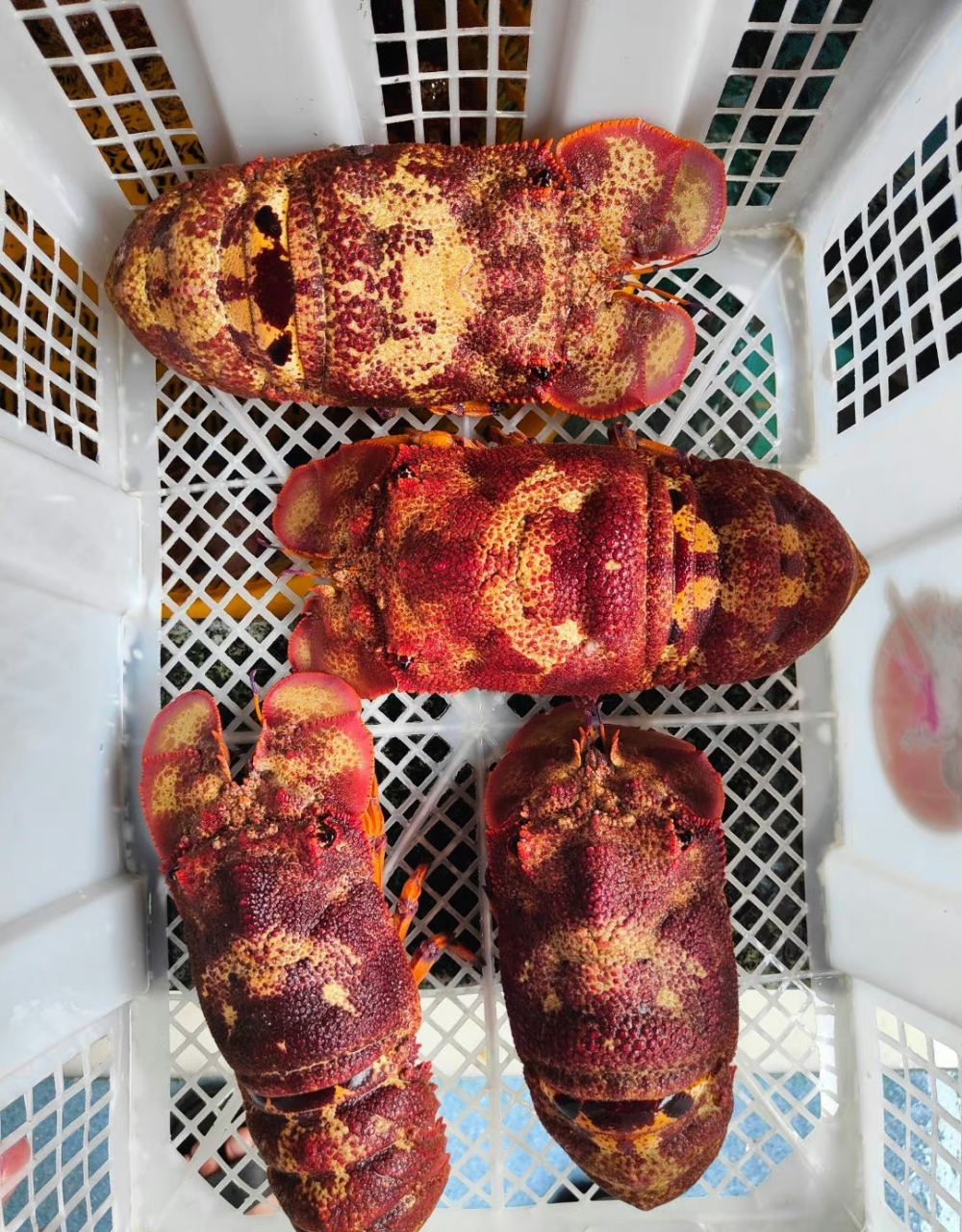 鳞突拟蝉虾,俗称犀牛虾,海战车,拖鞋龙虾,真的是太好看了!禁海第一天,