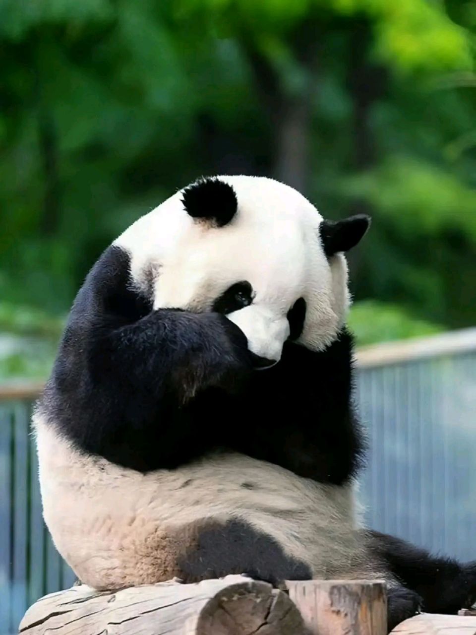 大熊猫的脾气有多么暴躁呢?