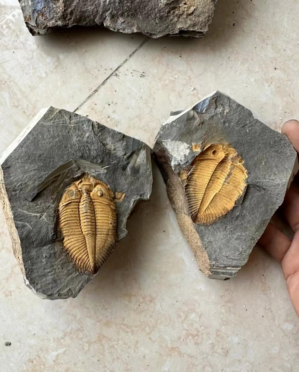 化石# #我要上热门