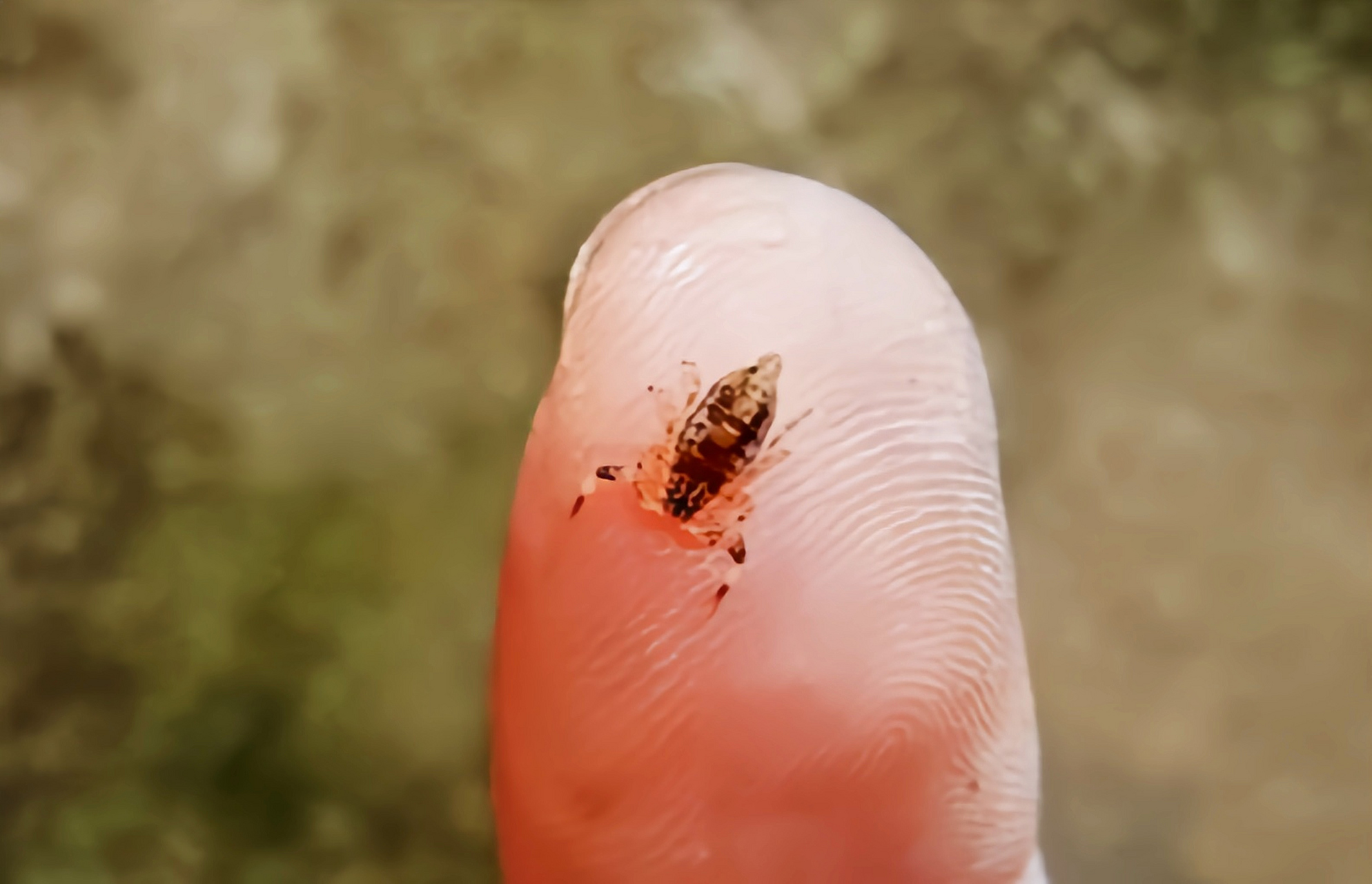 每天认识一种动物——迷你幽灵蝎 迷你幽灵蝎又名迷你微戾蝎,原产于北