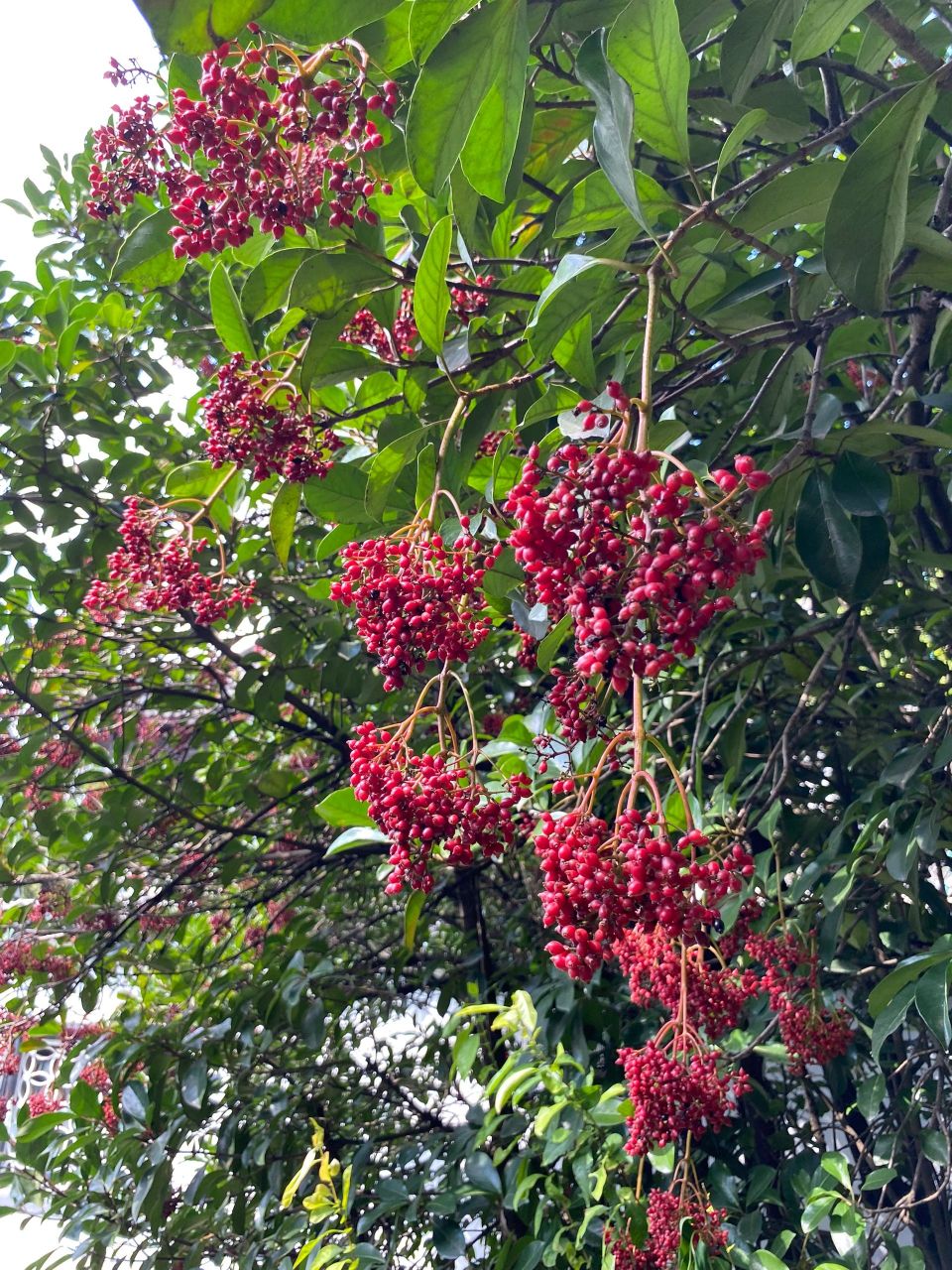 球花石楠果实图片