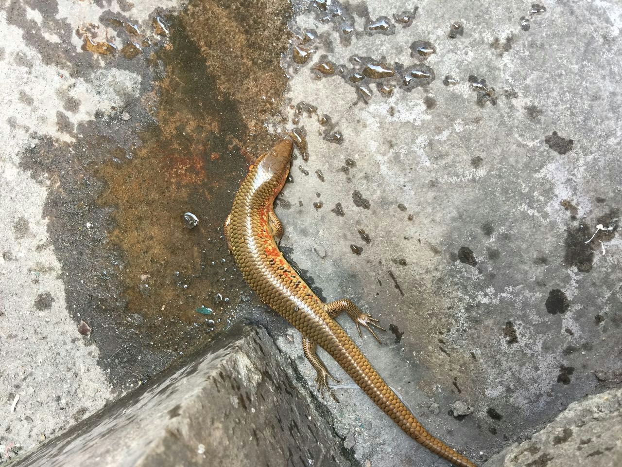 农村常见的"狗婆蛇",为何成了保护动物?究竟发生了什么事呢?