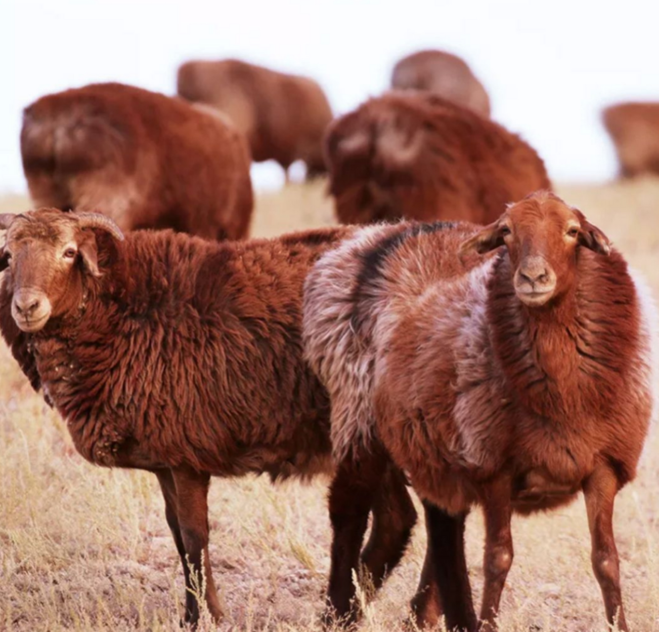 阿勒泰羊(altaic sheep)是一种产于中国新疆阿勒泰地区的羊.