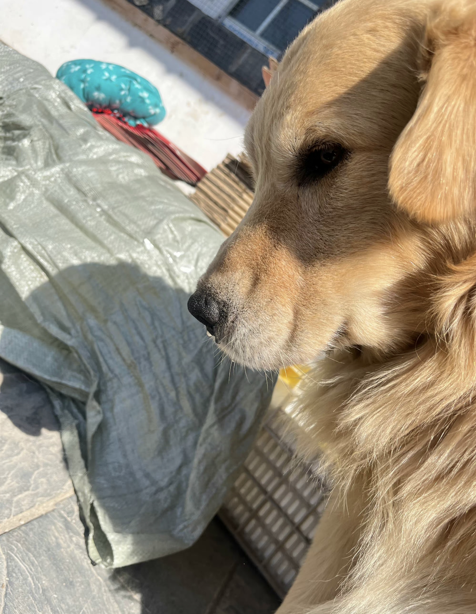 狗崽子鼻涕泡