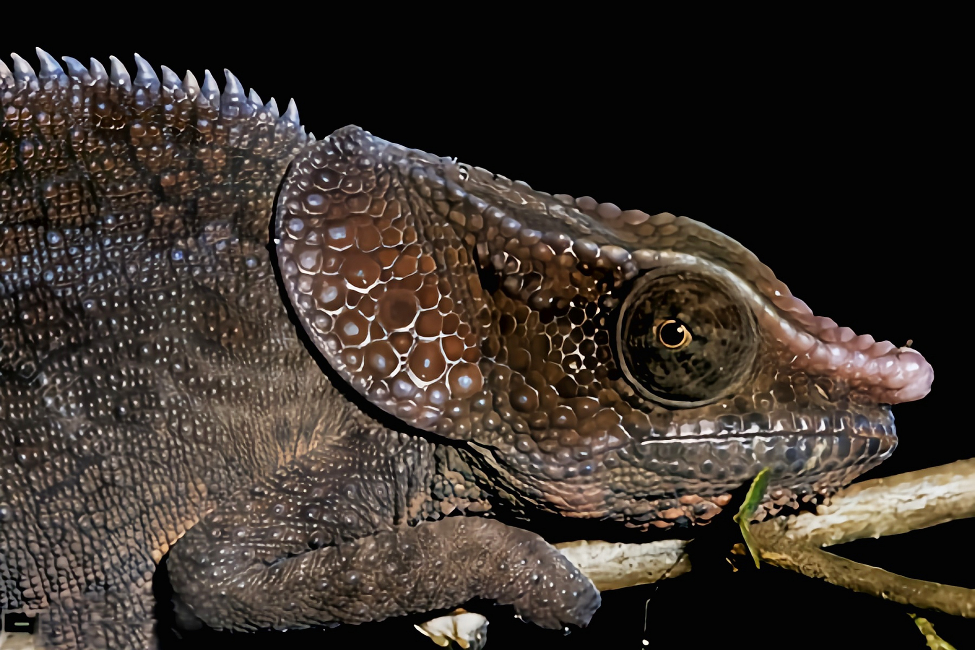 每天认识一种动物——绿耳变色龙 绿耳变色龙别名枕盾避役,原产于