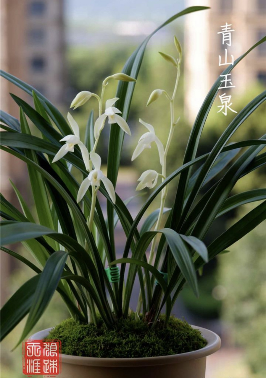 盛夏时节,建兰青山玉泉正迎来了她的花朵盛开期,散发出令人陶醉的清幽