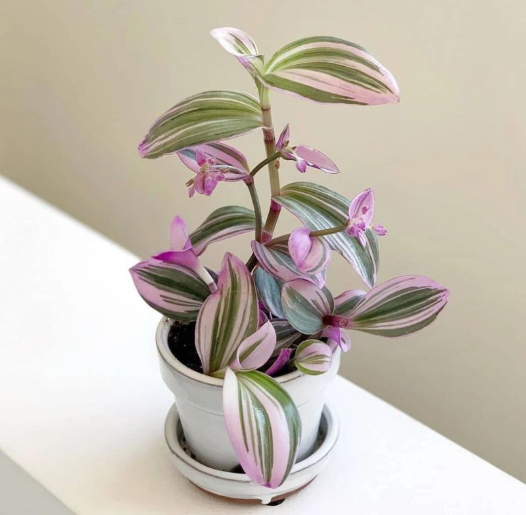 4种观叶植物,叶片美过花,喜阴又漂亮,建议客厅养一盆