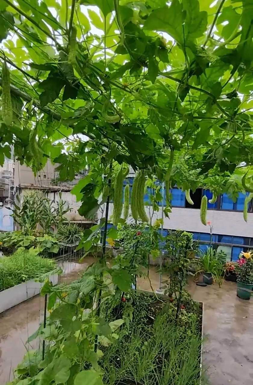 搞笑# 老姐的楼顶菜园今年大丰收,苦瓜长势喜人,好像葡萄架.[打call]