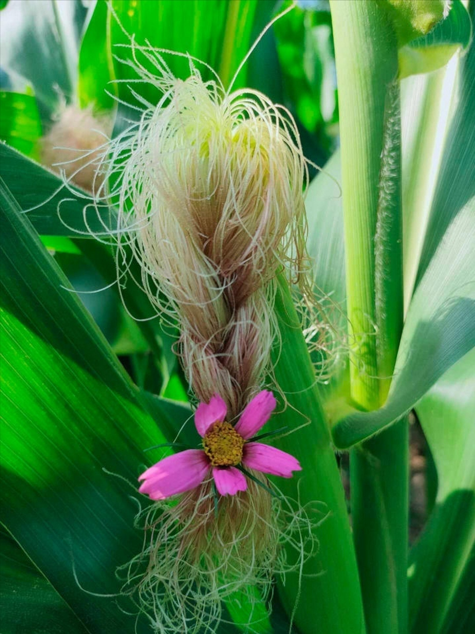 玉米须的百变发型:玉米须很长,有着非常丰富绚丽的色彩 ,而且也很有