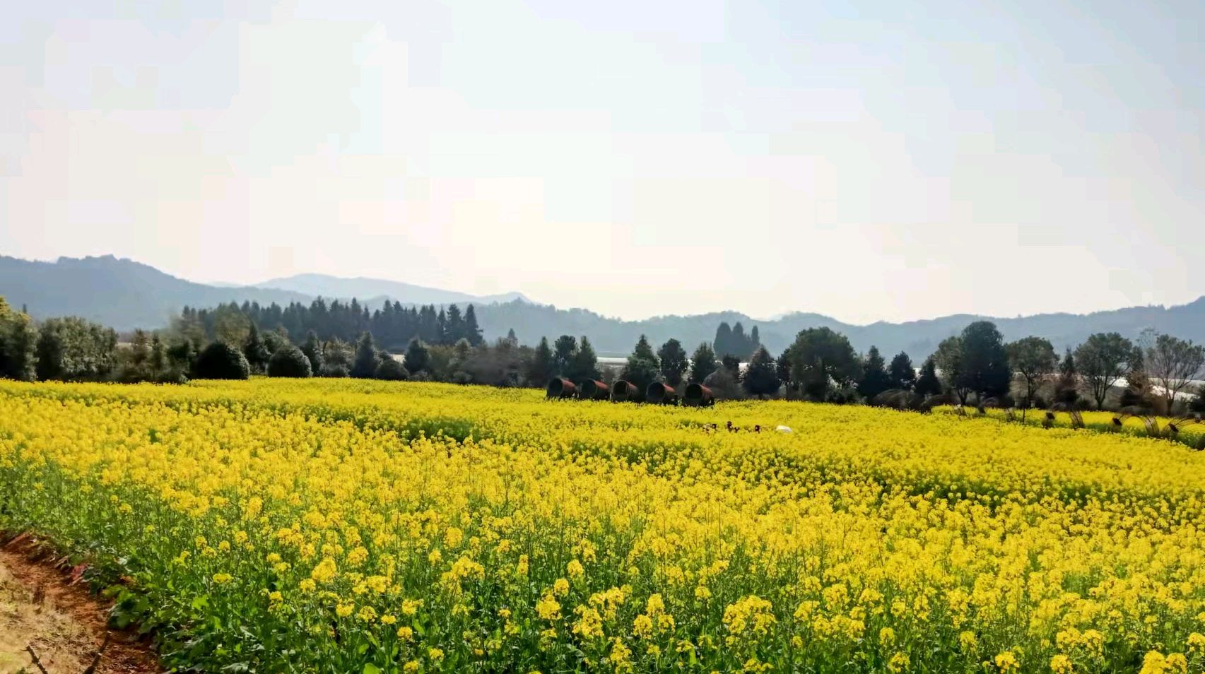 武夷山五夫镇油菜花景观