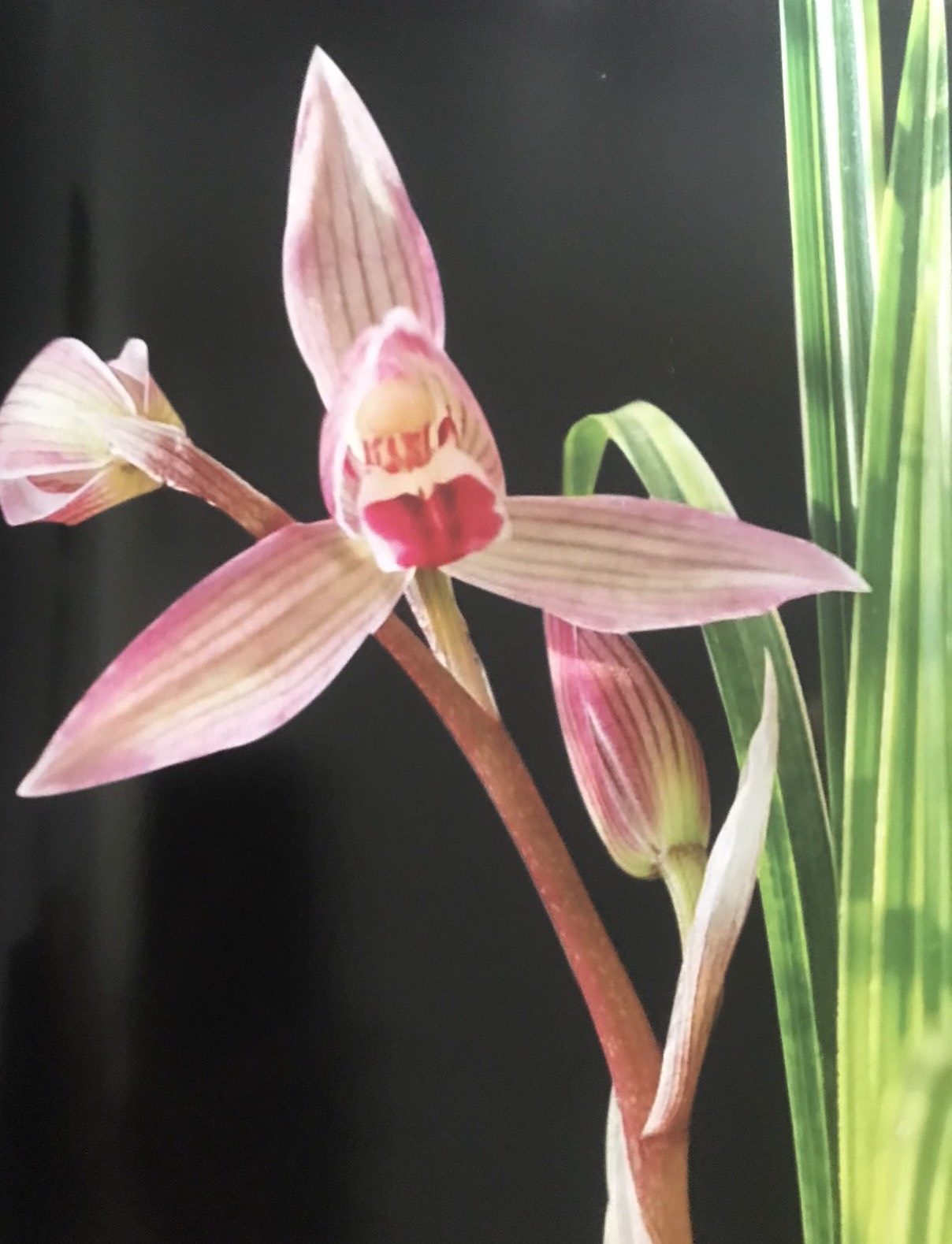 莲瓣兰——红唇小龙女