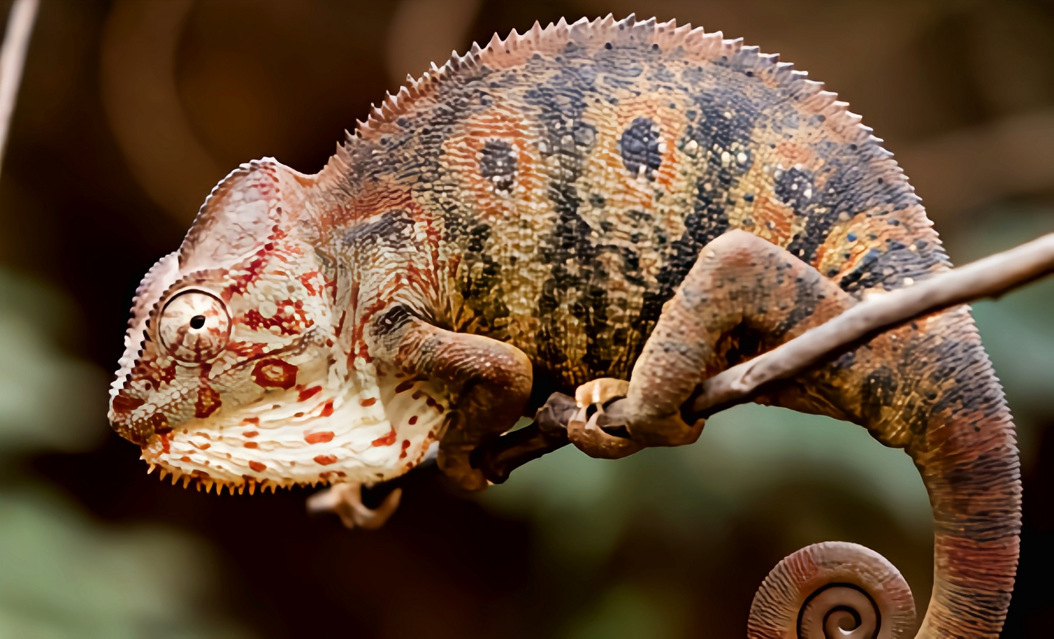 每天认识一种动物——奥力士变色龙 奥力士变色龙别名沃斯特里蒂避役