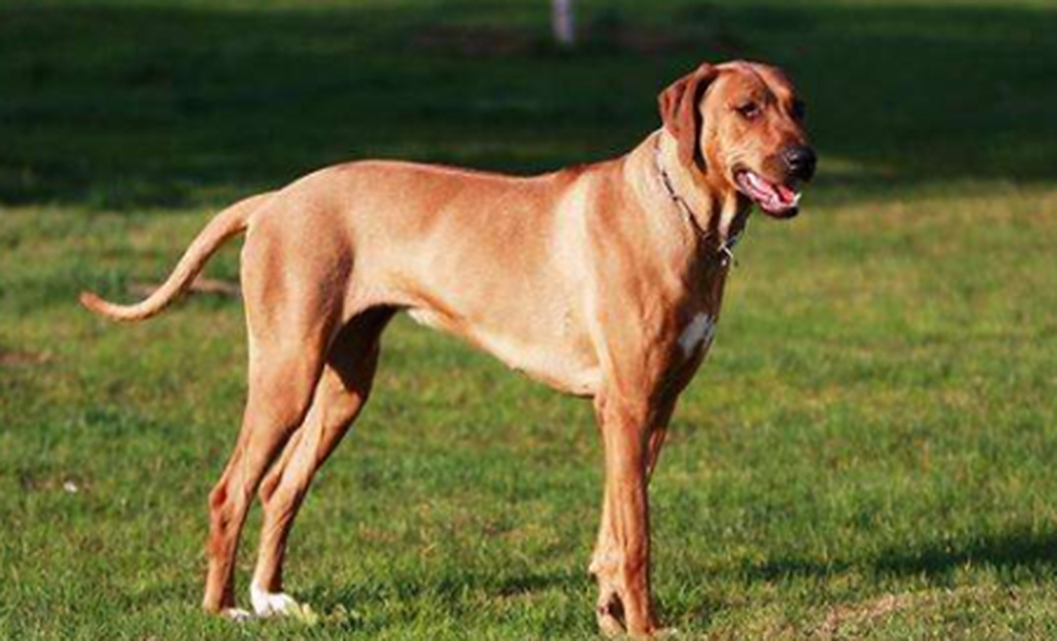 格雷伊猎犬,身体修长,大长腿,奔跑能力惊人