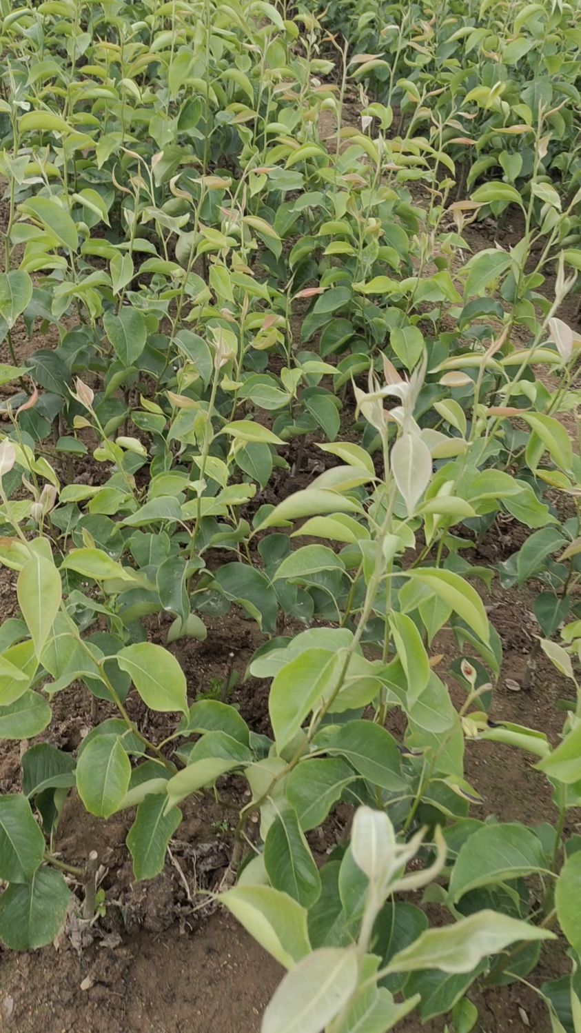 梨树苗繁育基地秋月梨苗早熟优秀梨品种杜梨根系秋后秋月梨成品苗