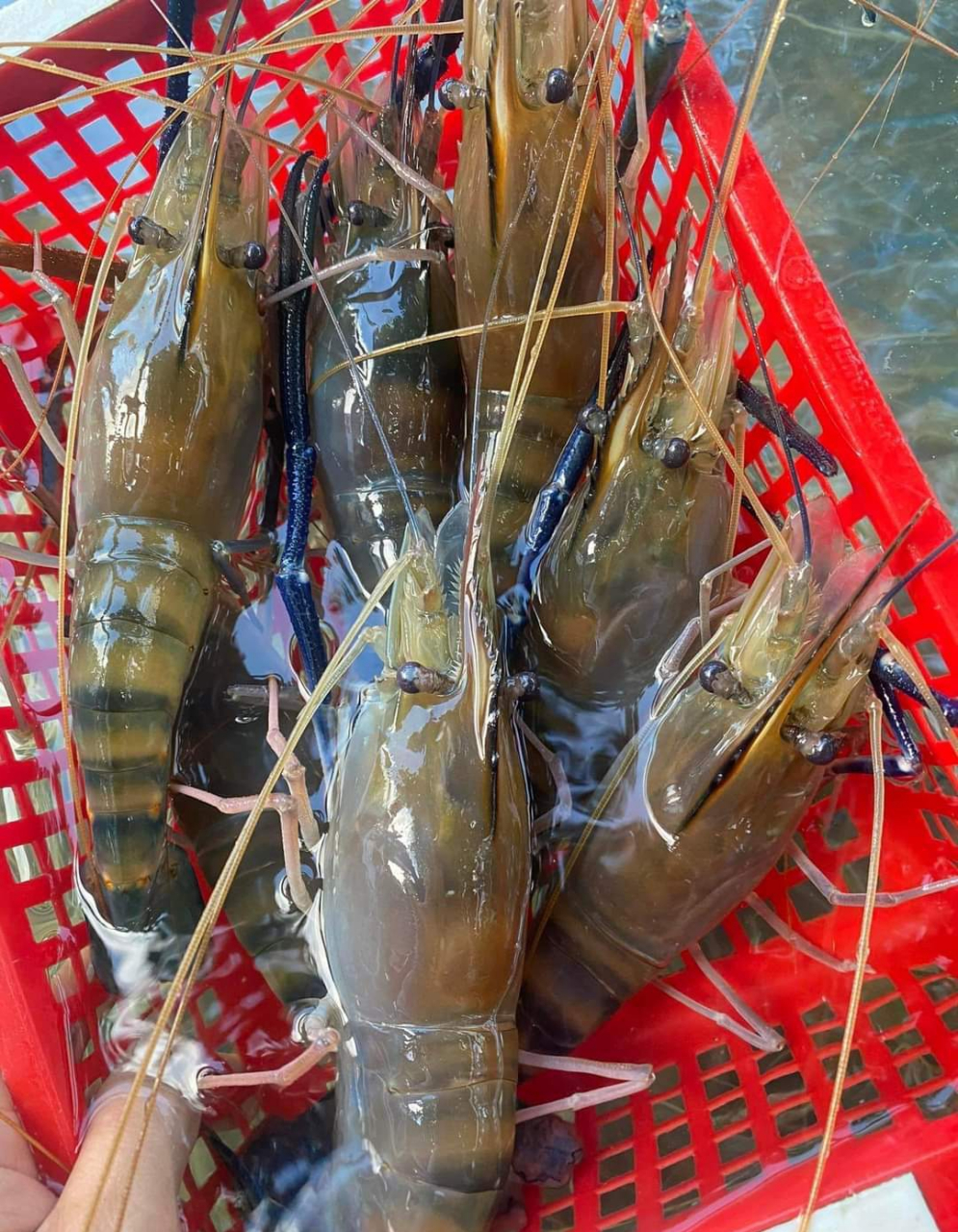 柬埔寨大头虾图片