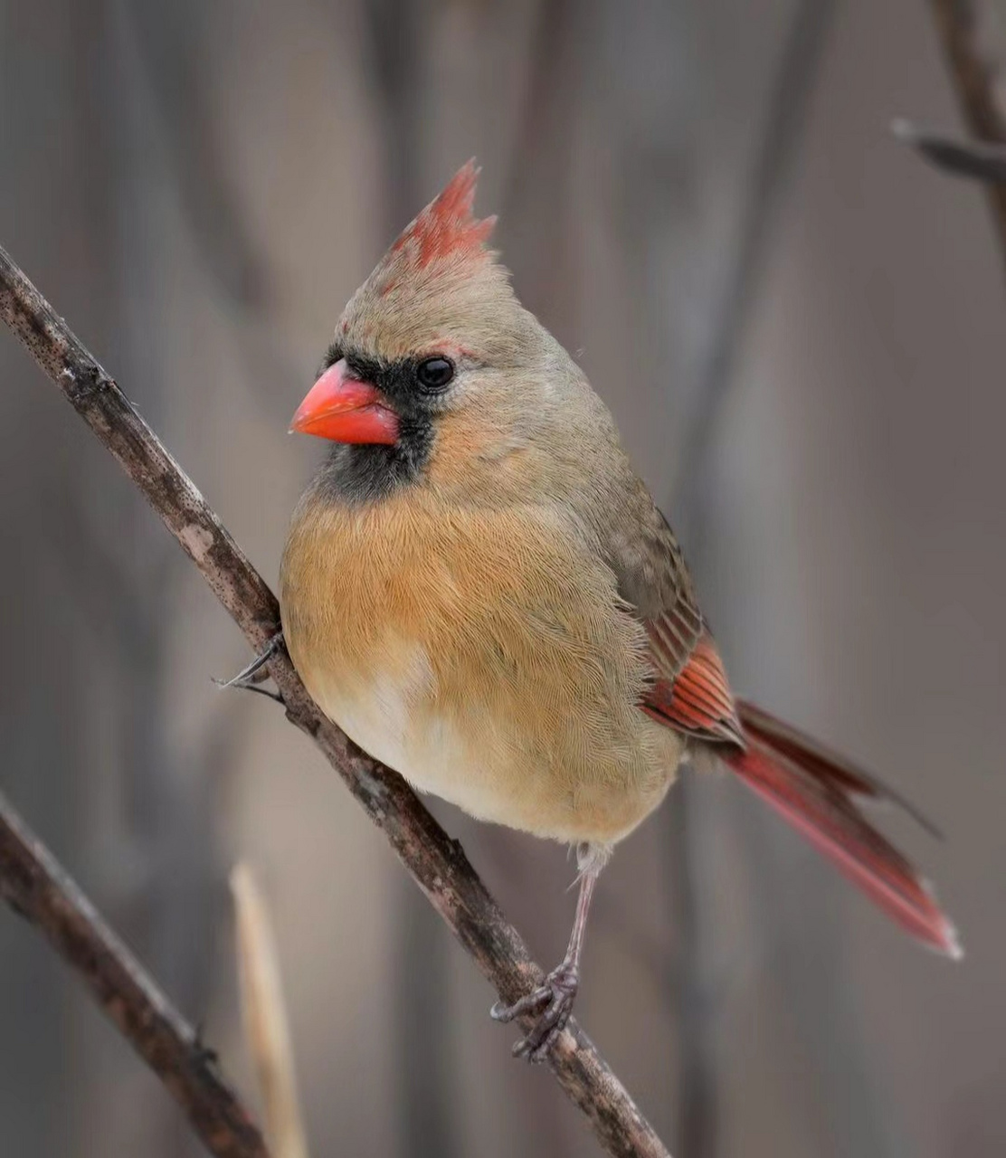 主红雀   之    怒发冲冠   雌雄