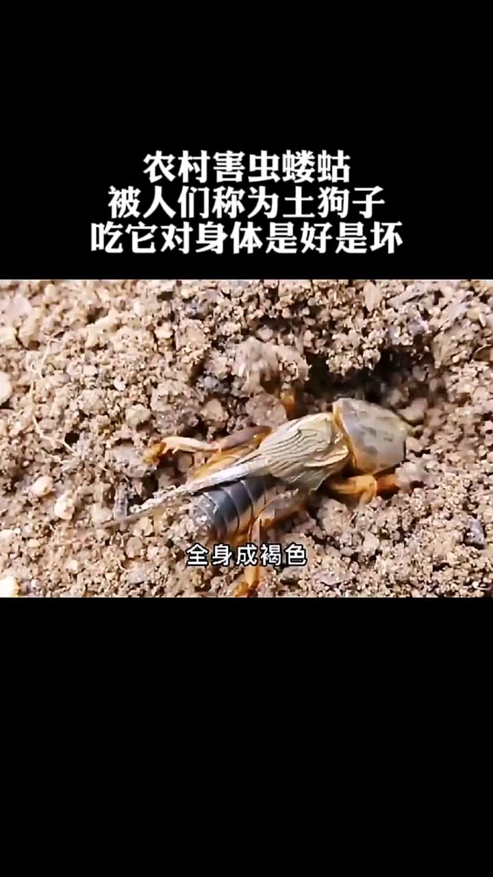 农村害虫蝼蛄被人们称为土狗子吃它对身体是好是坏