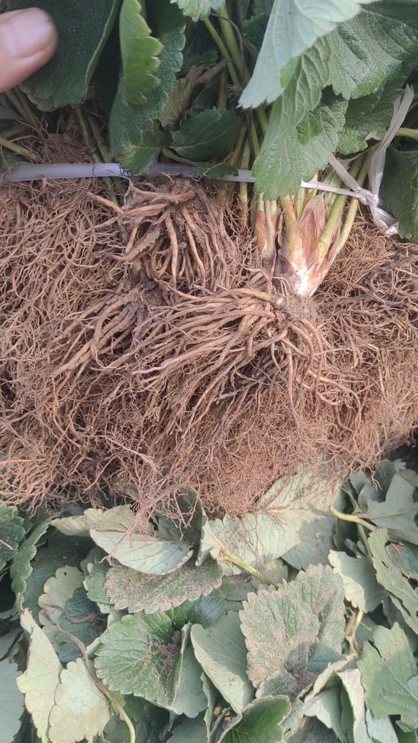 四季蒙特瑞草莓苗起苗中!四季挂果的草莓品种!-度小视