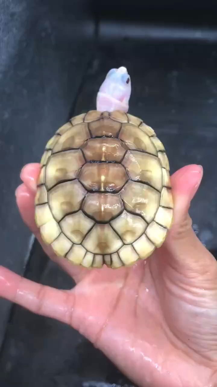 26甲风水宝龟健康全品奶油焦糖