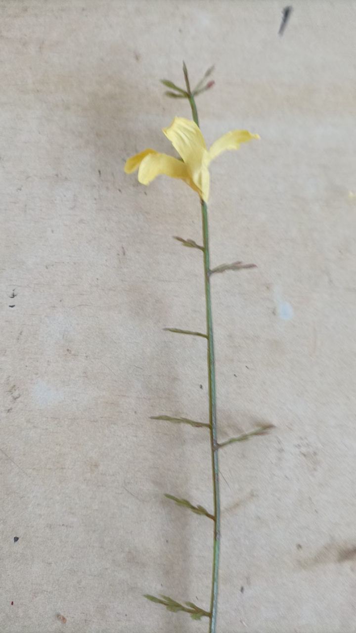 我今天做的是这种手工活,简单好做,一上午就做了两千枝.