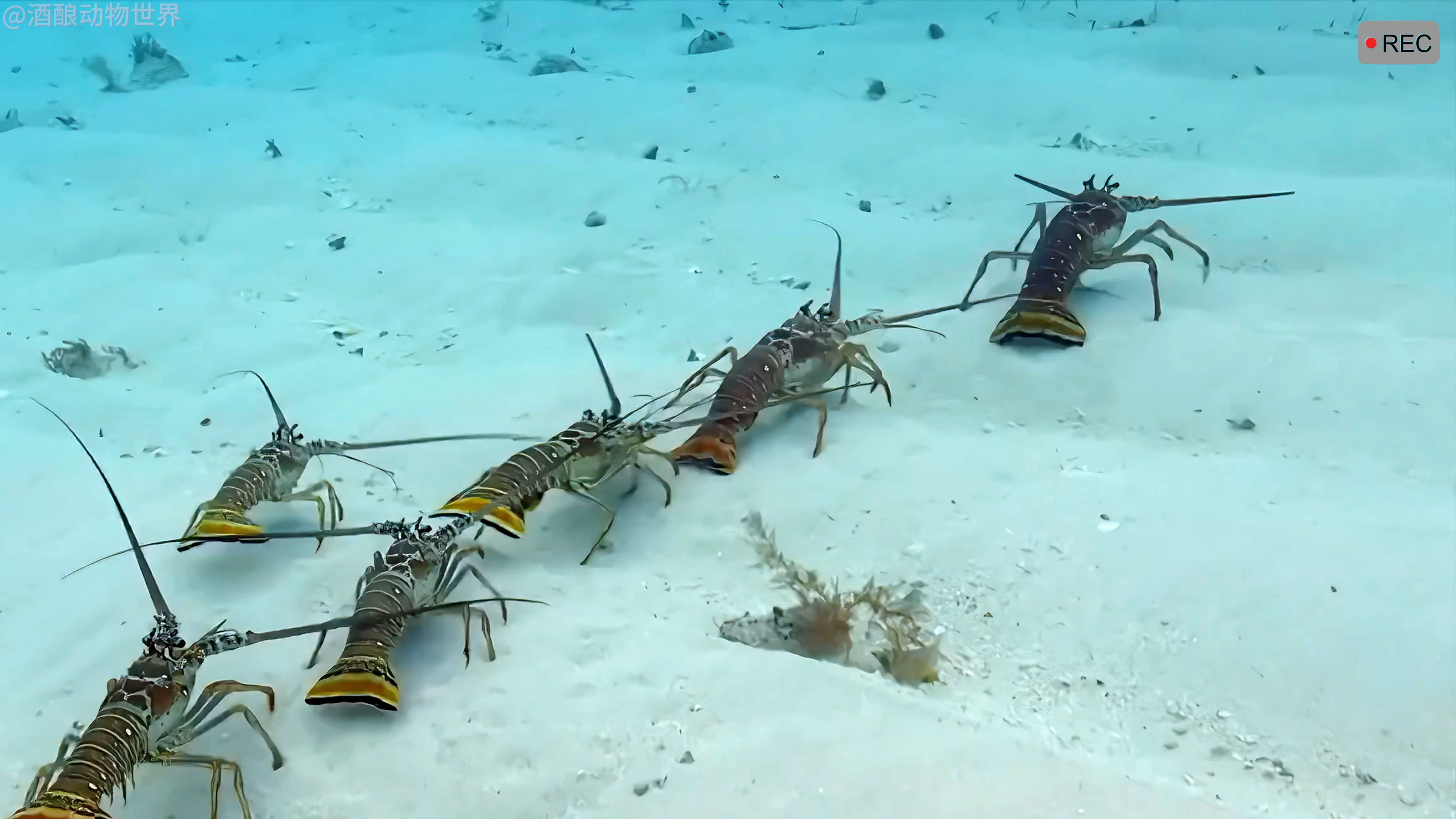 成百上千只龙虾排队迁徙,场面特别壮观