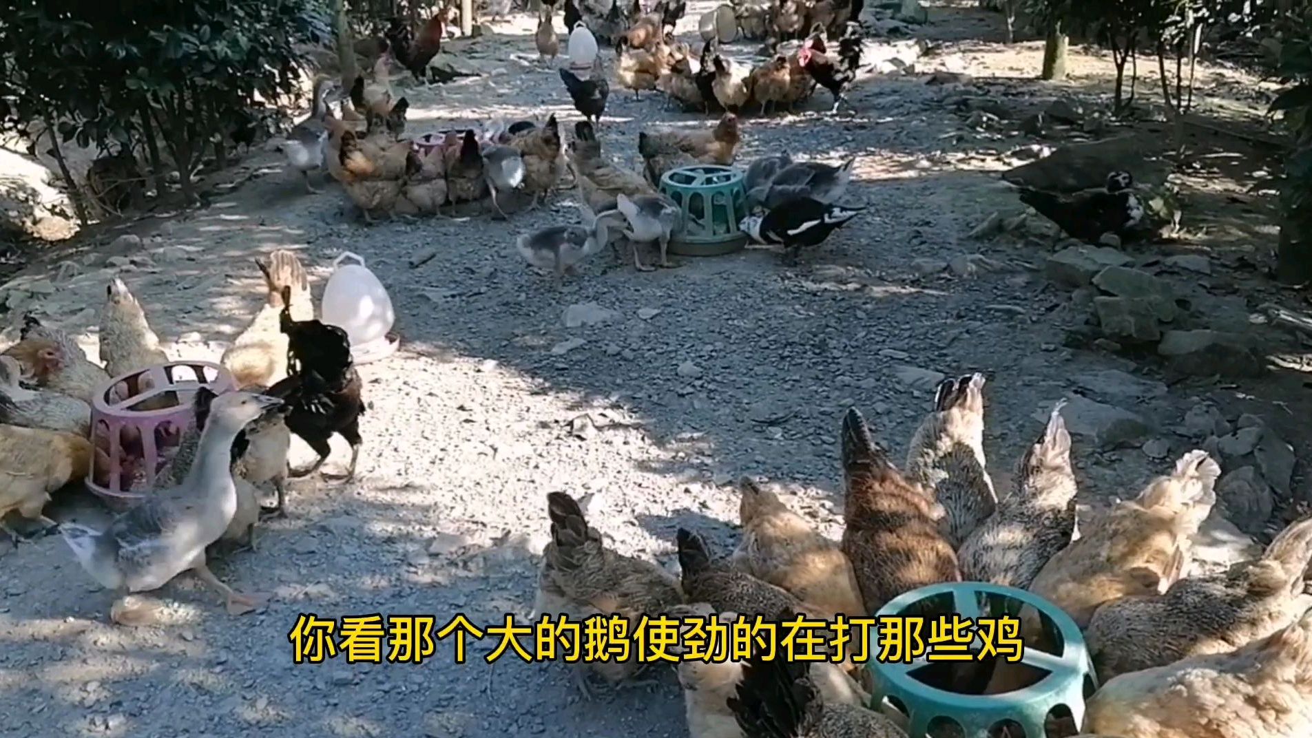 桂花园里黄鼠狼猖獗了,几十个小鸡被黄鼠狼吃剩几个