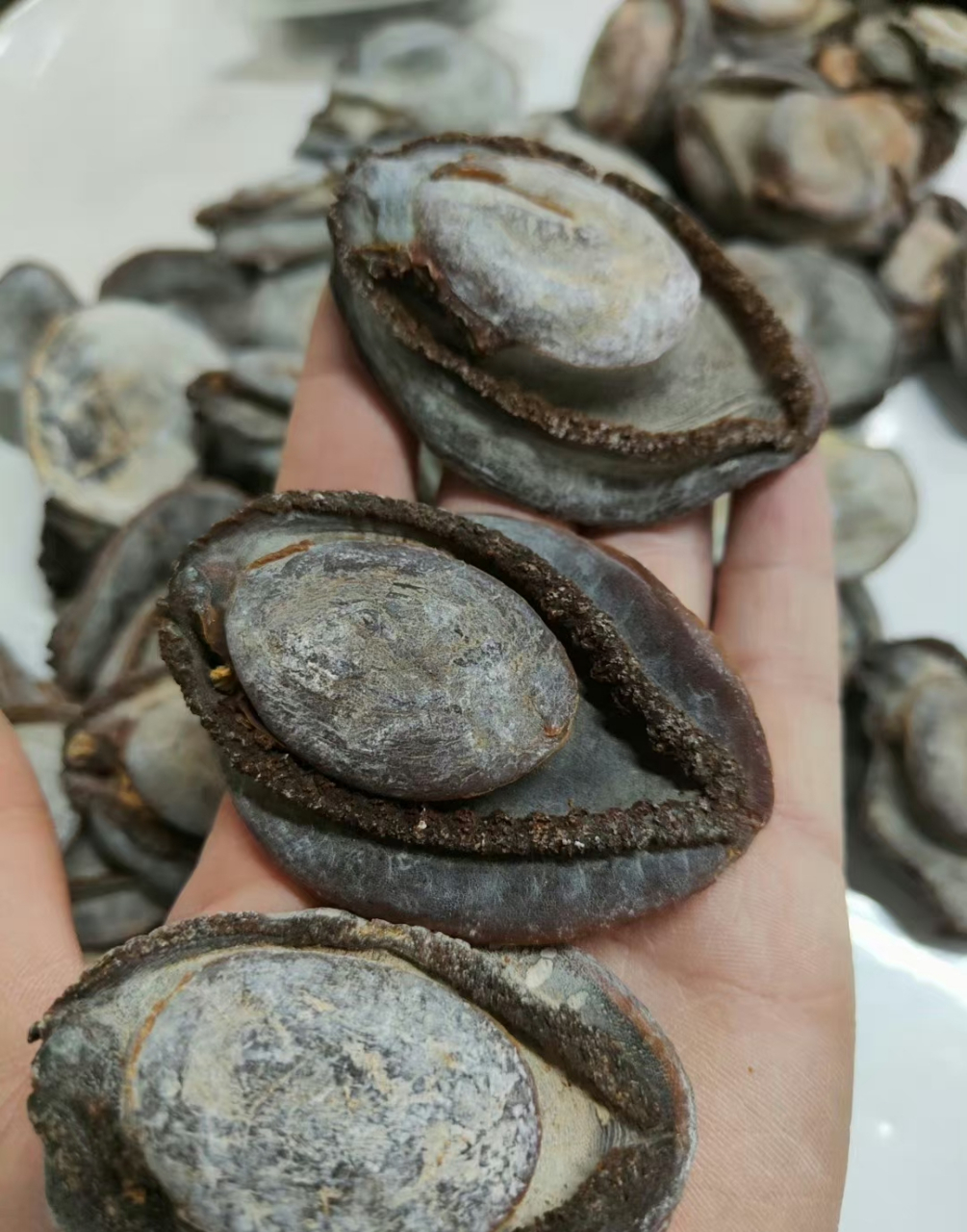 南非吉品鲍,南非鲍,中东禾麻老鲍,溏心吉品网鲍[666]美食.