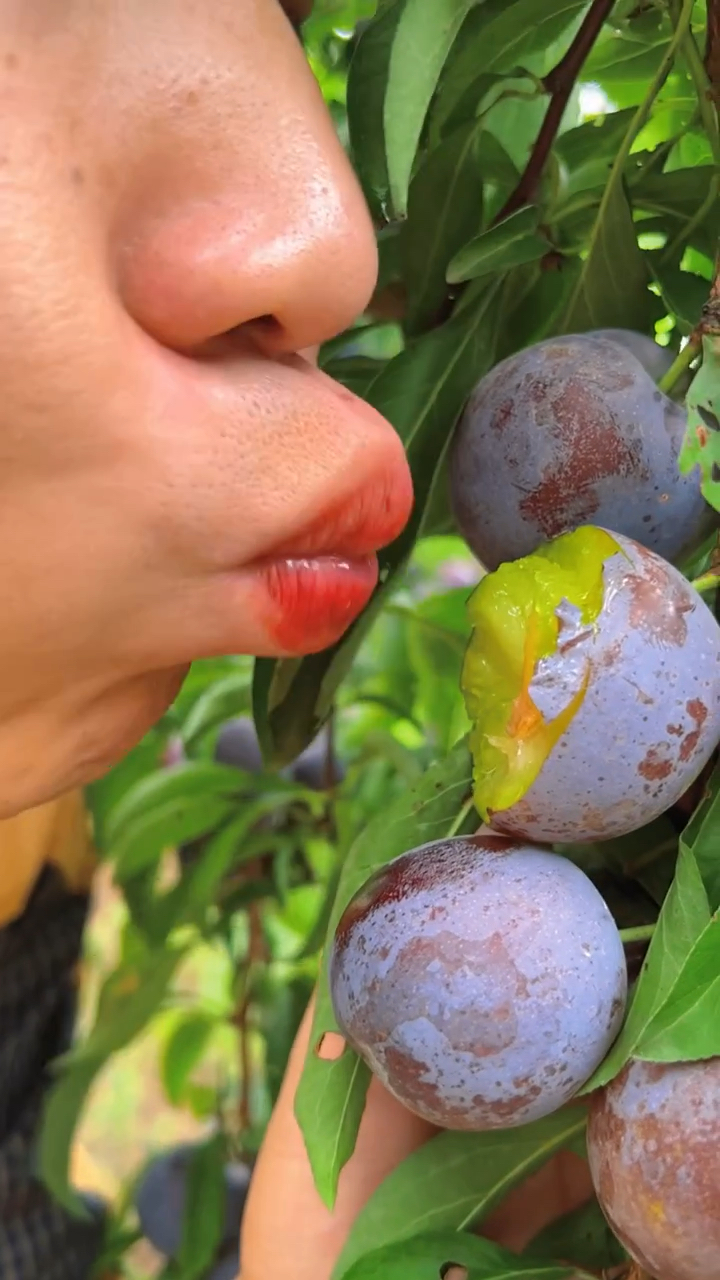 四川的老乡请你来吃李子了