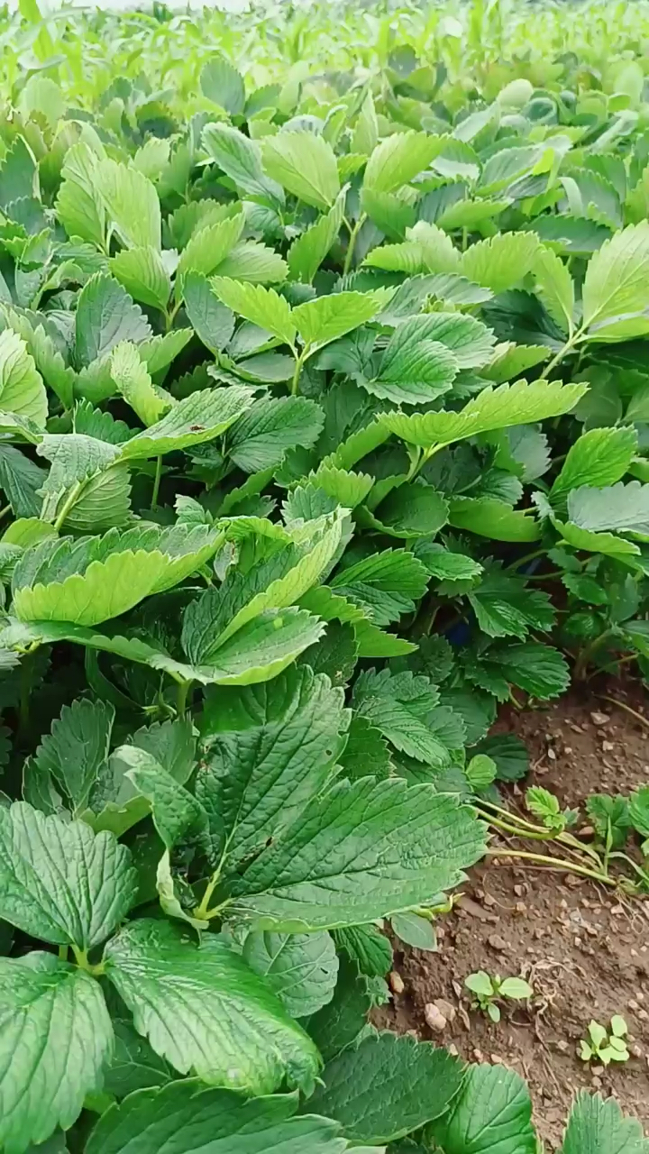 章姬草莓苗 四葉一芯 根系發達 植株健壯 早熟豐產性強