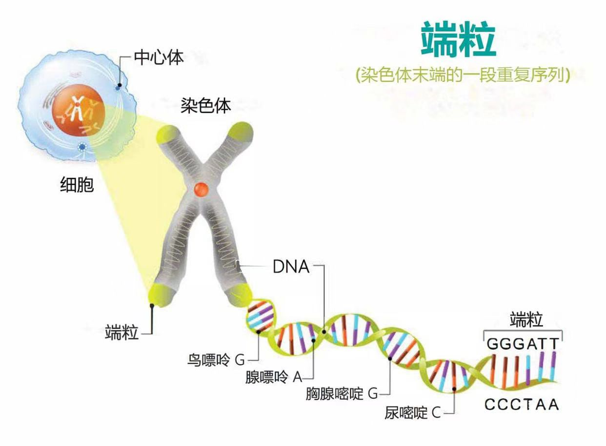 当甲基端粒越长,细胞分裂次数越多,也就说明这个人的寿命就越长,当